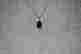 item-134299702=2
