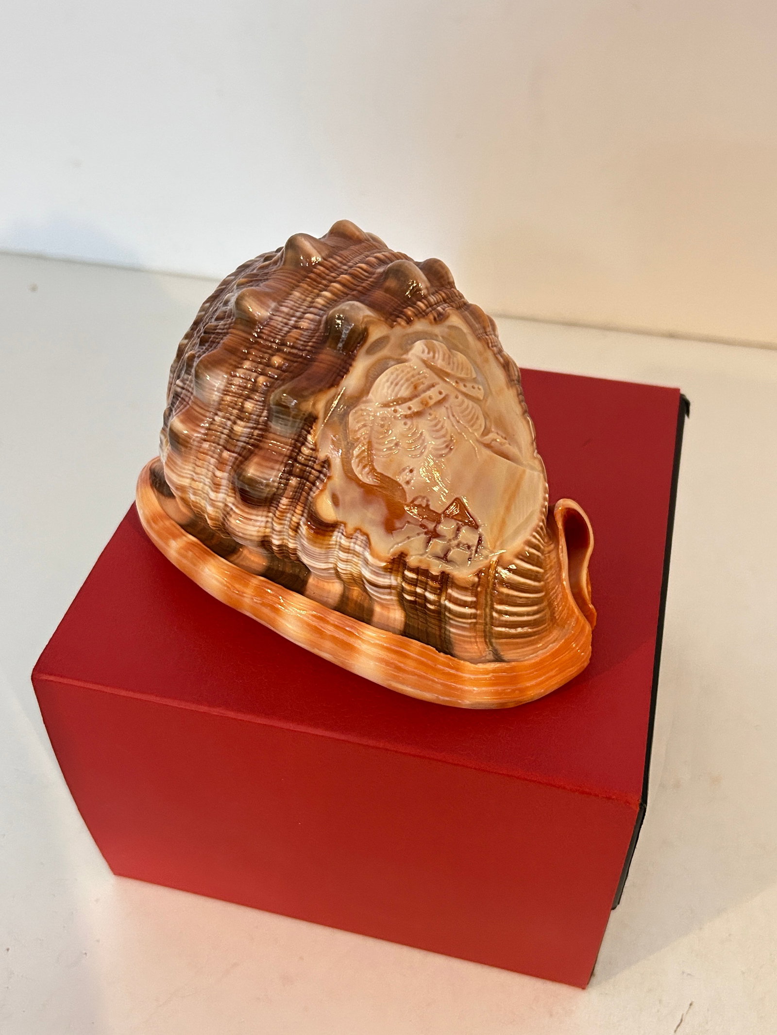 M & M Scognamiglio Cameo Carved Conch Shell with Original Box New (1 of 8)