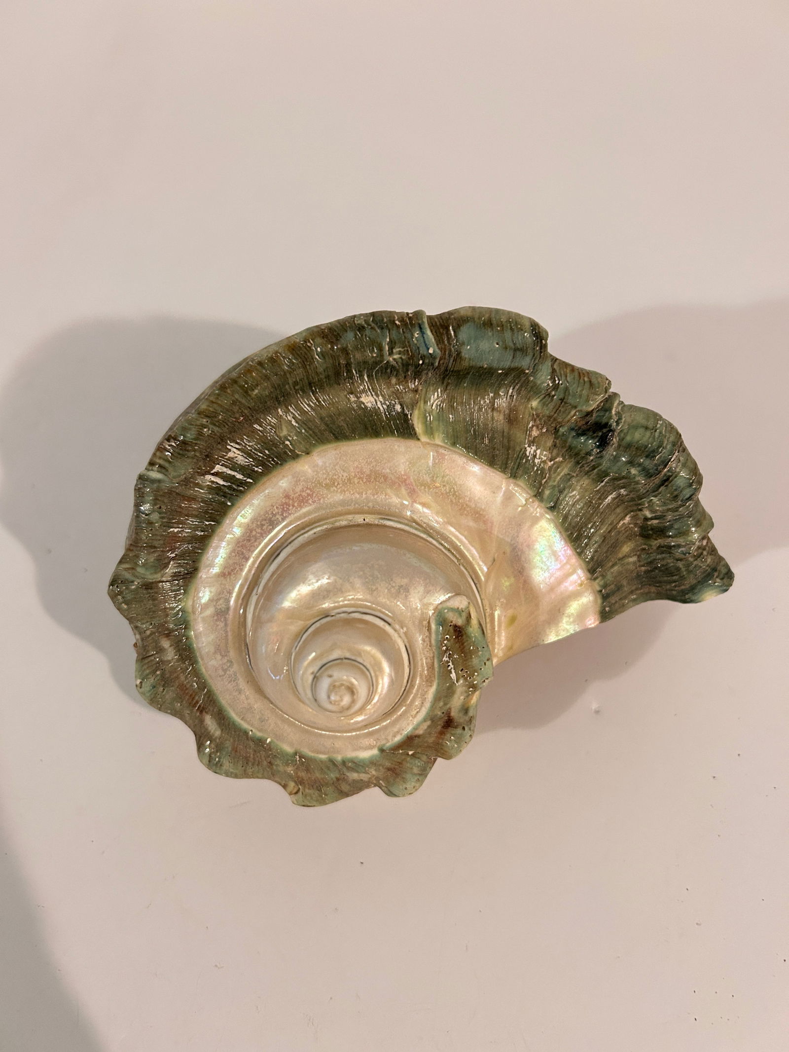 HUGE Turbo marmoratus polished Nice color-Beautiful Shell (1 of 4)