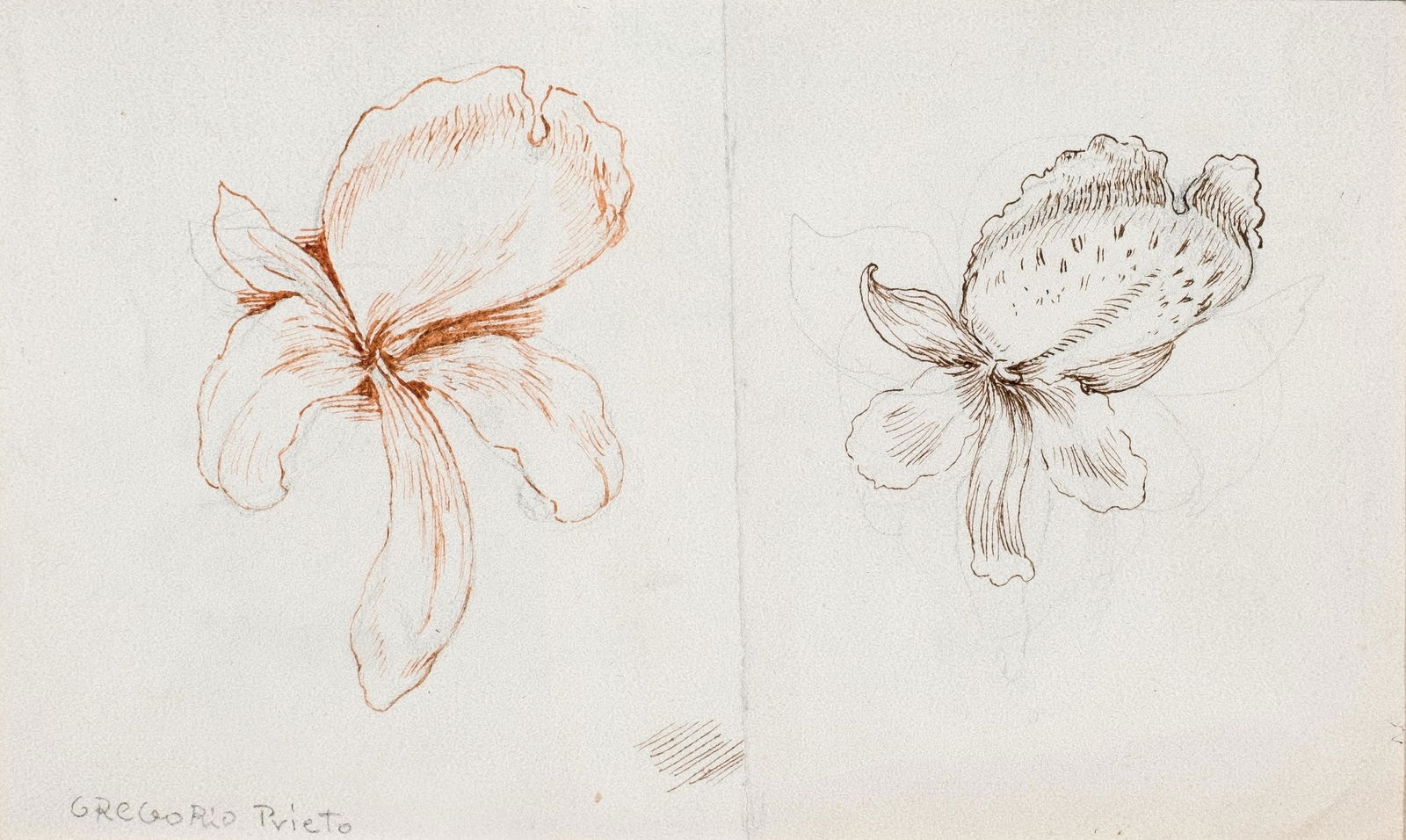 Gregorio Prieto. Orchyd sketch: Dibujo. Firmado en el ángulo inferior izquierdo. Probable boceto para las flores del dibujo titulado "Fabiola con las tres orquídeas proclamada hija predilecta de Madrid". Dimensions 10 x 18 cm Arti