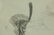 Russian Ink on Paper, 19th Century - 2