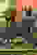 item-103453090=4