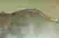 item-130939225=5
