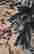 item-117183001=4