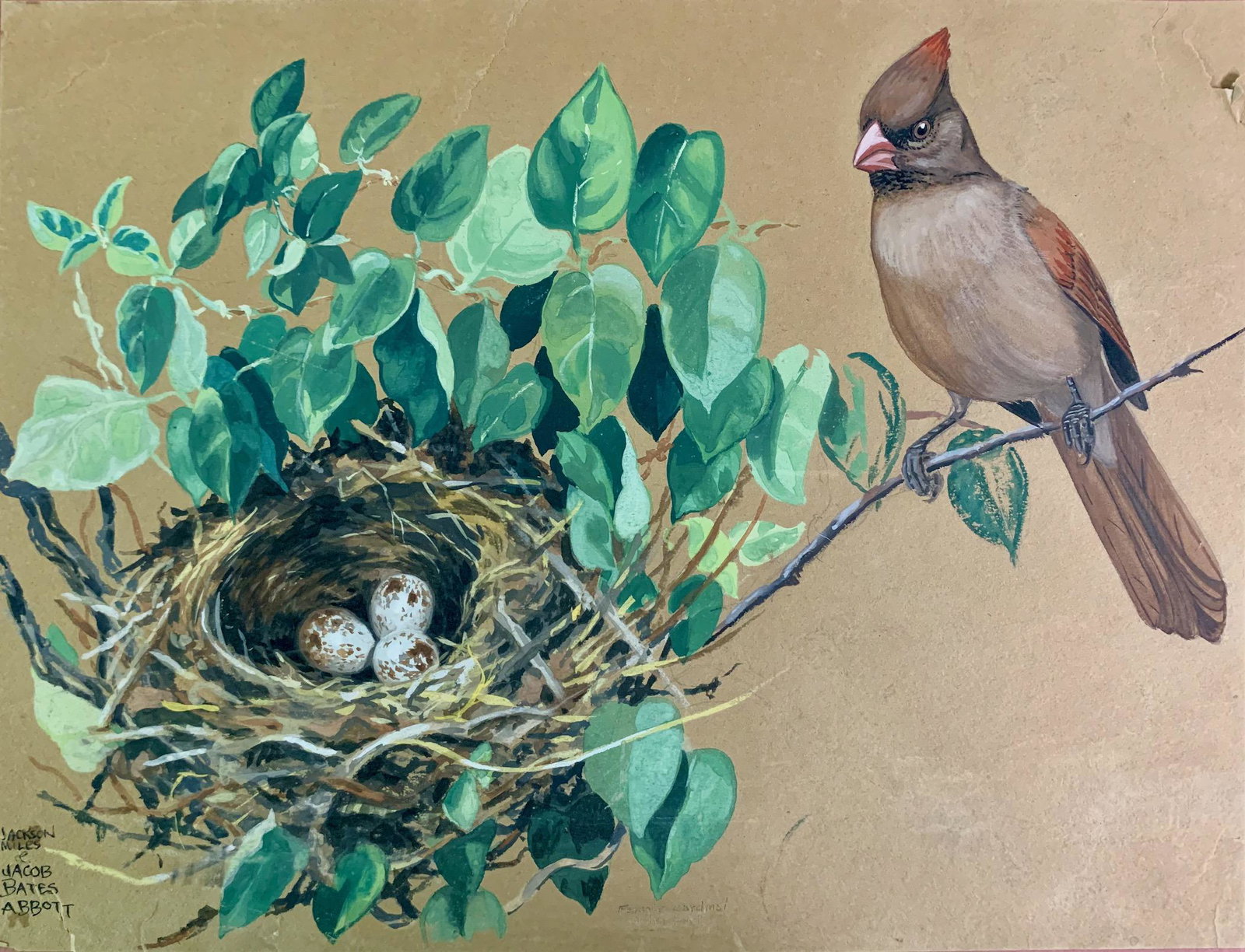 Jacob Bates Abbott, American Artist, mixed media: Jacob Bates Abbott (1895-1950), American Artist, mixed media of bird, sheet size, 11 1/2 x 15", Born in Brookline, Massachusetts, Jacob Abbott (1895-1950) became known for cartoons, illustrations, and
