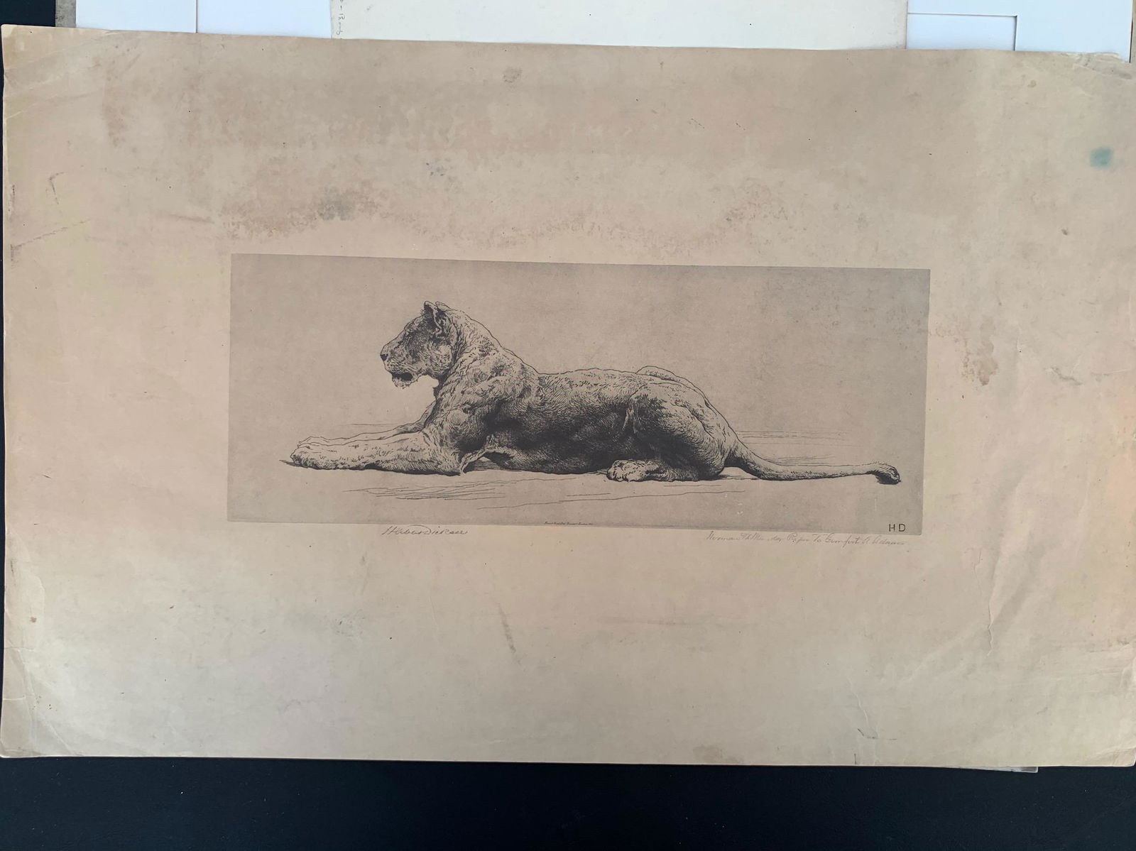 Herbert Dicksee, British Artist, Etching, Signed: Herbert Dicksee, British Artist, Etching, Signed, TigerHerbert Thomas Dicksee (14 June 1862 â€“ 20 February 1942)[1] was an English painter who specialised in oil paintings of dogs, particularly