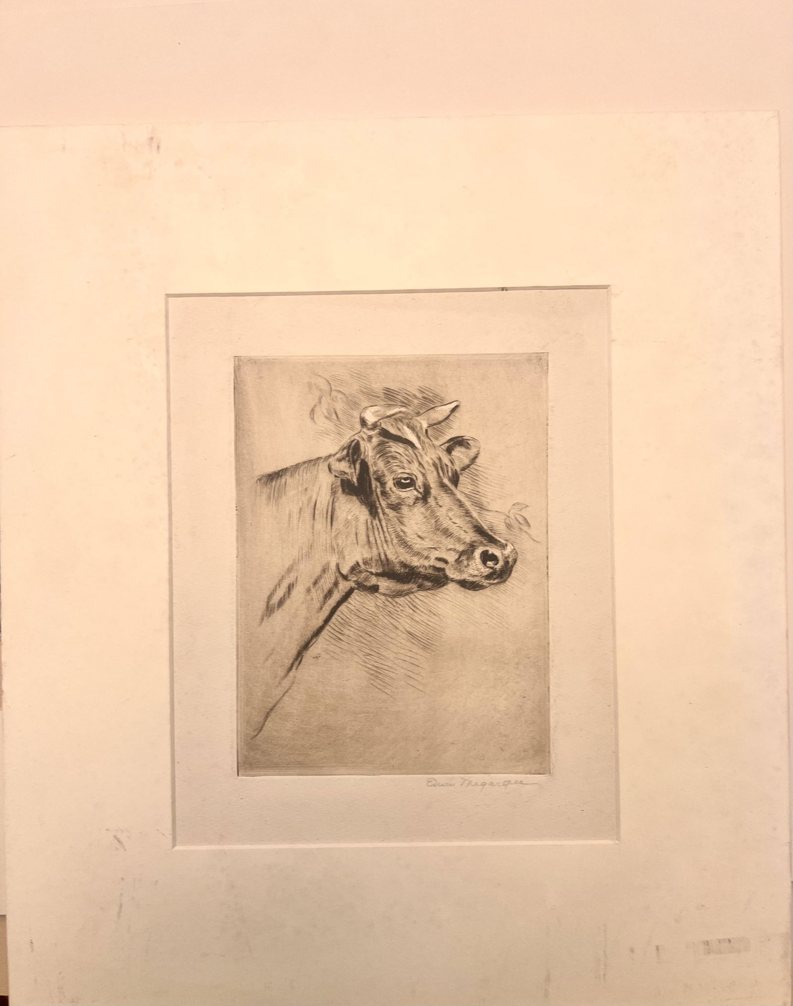 Edwin Megargee American Artist Philadelphia Cow's Head signed Etching: Edwin Megargee American Artist Philadelphia Cow's Head signed Etching, ex. Newman Galleries, etching with highlights, pencil signed, 7 3/8 x 5 1/2" image, 15 3/4 x 14 3/4" mat.S. Edwin Megargee (1883