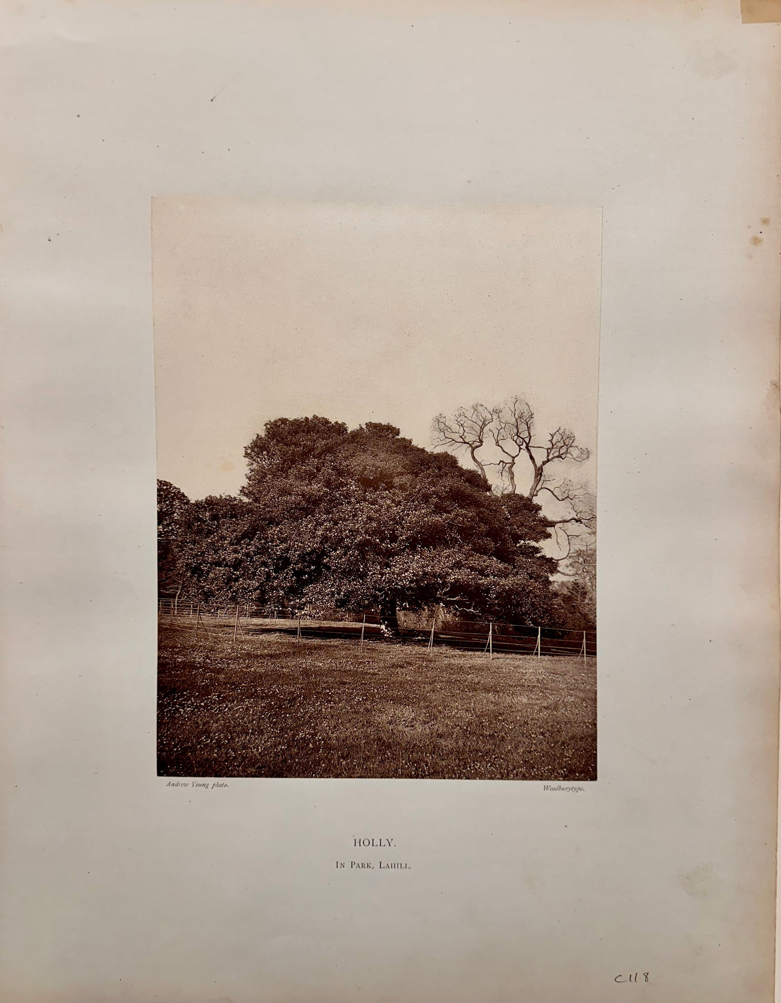 Woodburytype by Andrew Denoon Young Scottish Photographer #1: Woodburytype by Andrew Denoon Young Scottish Photographer, "Holly, In Park, Lahill", Andrew Young Photo, Woodburytype, 9 1/4 x 7 1/4 image size, 20 x 16" overall Not a well-known photobook... John Jef