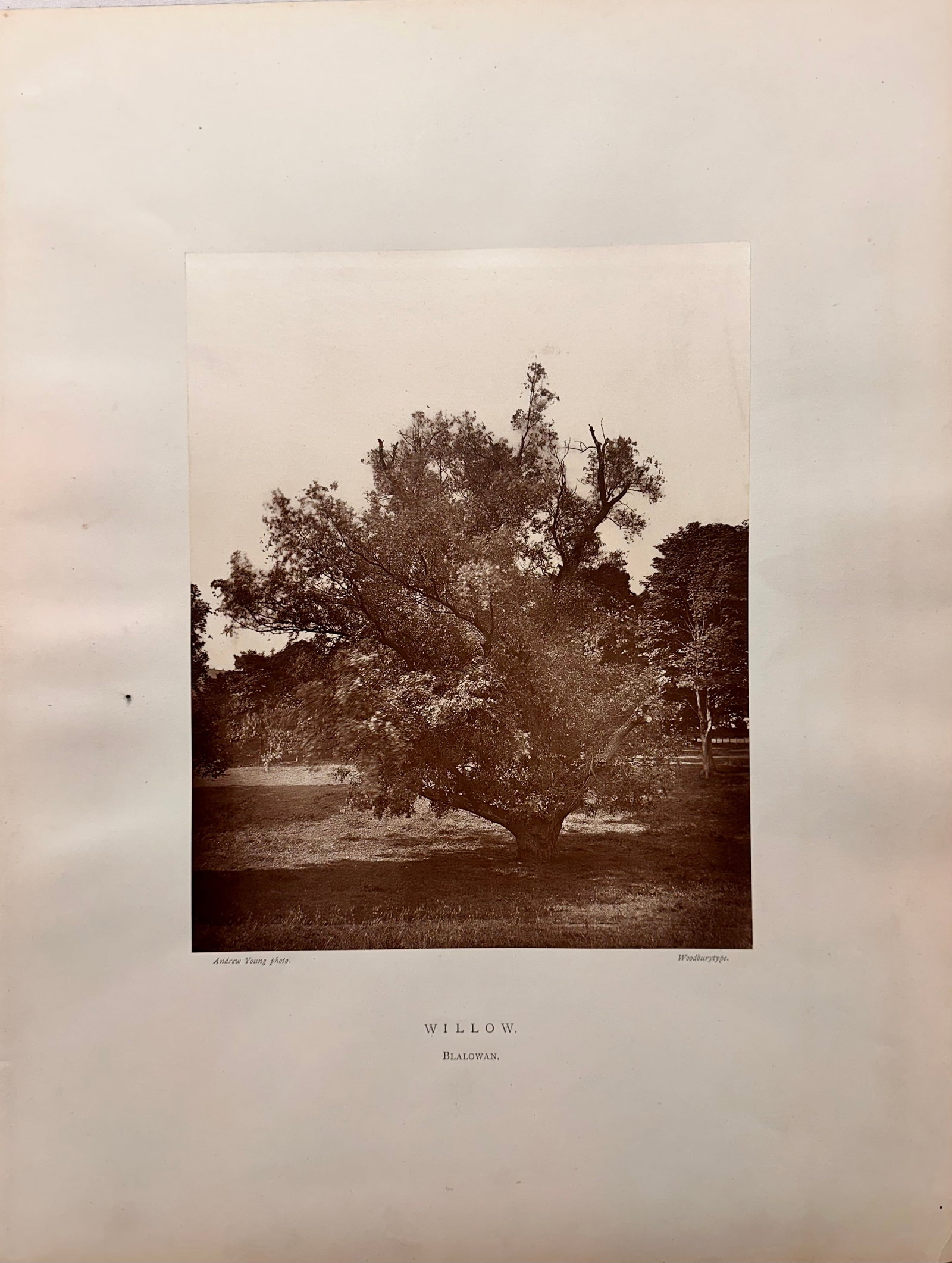 Woodburytype by Andrew Denoon Young Scottish Photographer #3: Woodburytype by Andrew Denoon Young Scottish Photographer, "Willow, Blalowan", Andrew Young Photo, Woodburytype, 9 1/4 x 7 1/4 image size, 16 3/4 x 12 3/4" overall Not a well-known photobook... John J