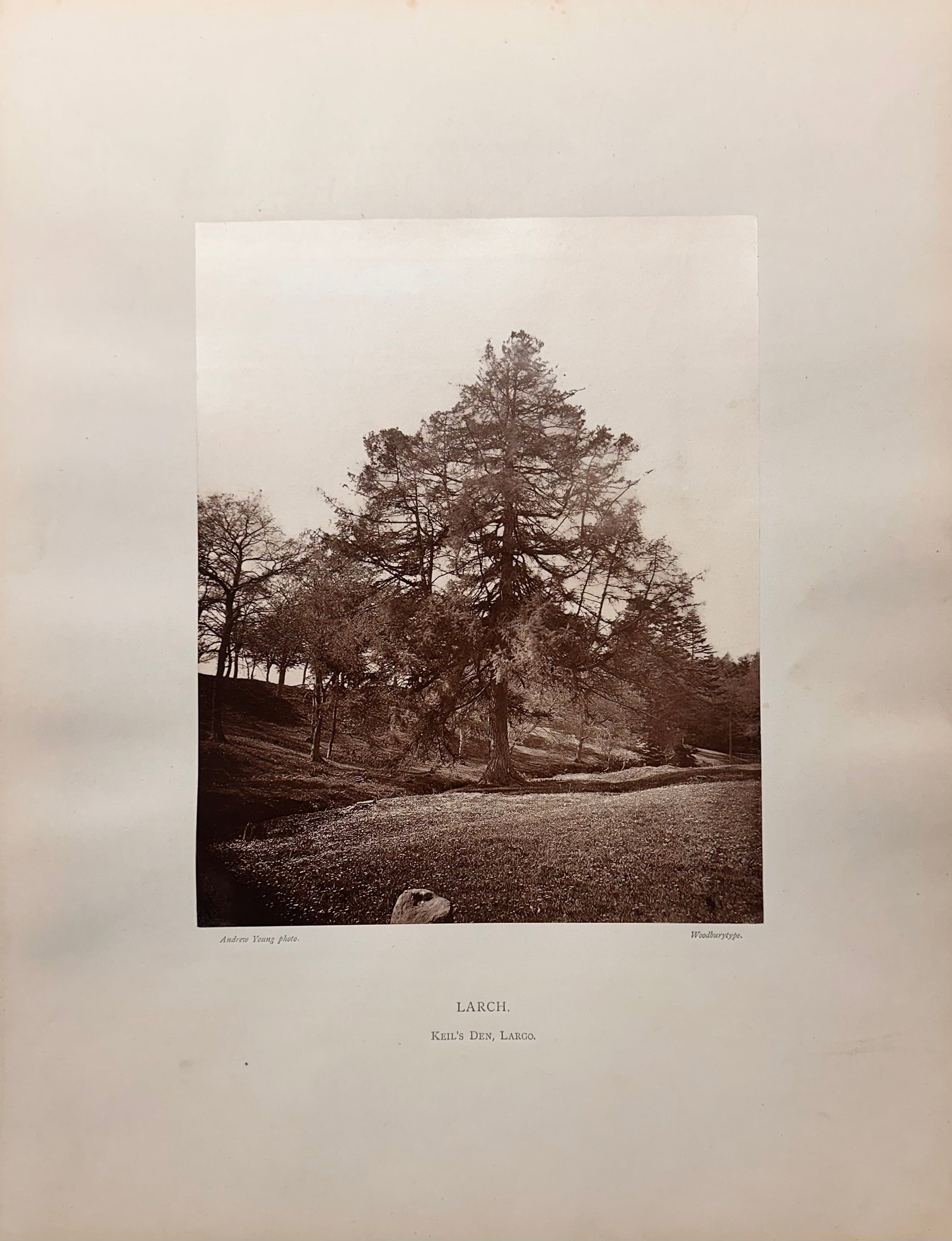 Woodburytype by Andrew Denoon Young Scottish Photographer #4: Woodburytype by Andrew Denoon Young Scottish Photographer, "Larch, Keil's Den, Largo", Andrew Young Photo, Woodburytype, 9 1/4 x 7 1/4 image size, 16 3/4 x 12 3/4" overall Not a well-known photobook..