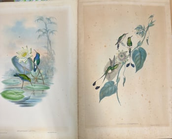 (3) Three Gould and Richter Colored Bird Lithographs