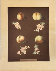 British Artist George Brookshaw Peach Nectarine Aquatint