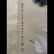 China,a scroll of an eagle and pine trees by Ma Jin. - 2