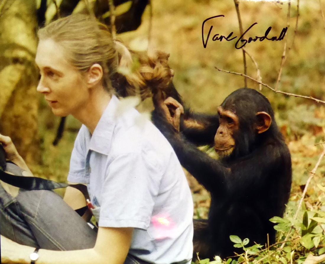Scientist JANE GOODALL - Photo Signed: Jane Goodall (1934- ) Animal Rights Activist, scientist. Goodall is known for her years of living among chimpanzees in Tanzania to create one of the most trailblazing studies of primates in modern tim