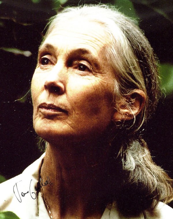 Chimp Expert JANE GOODALL - Photograph Signed: Jane Goodall (1934- ) Primatologist. Goodall is the most famous chimpanzee expert in the world. A colleague of anthropologist Louis Leakey in Kenya in the late 1950s, she began studying the social org