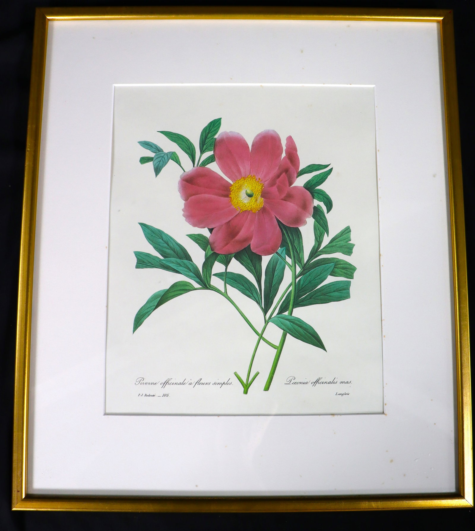 Framed Print by Pierre-Joseph Redoute Titled   PIVOINE Officinate  #105 edit LANGLOIS (1 of 5)