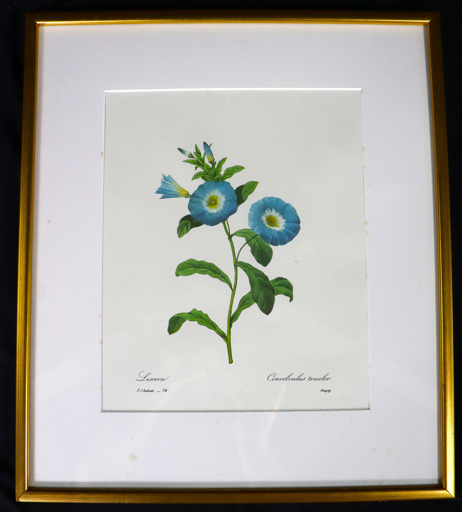 Framed Print by Pierre-Joseph Redoute Titled LISERON # 74 edit CHAPRAY (1 of 5)