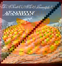 World's Most Beautiful Seashells, The Hardcover by Pete Carmichael