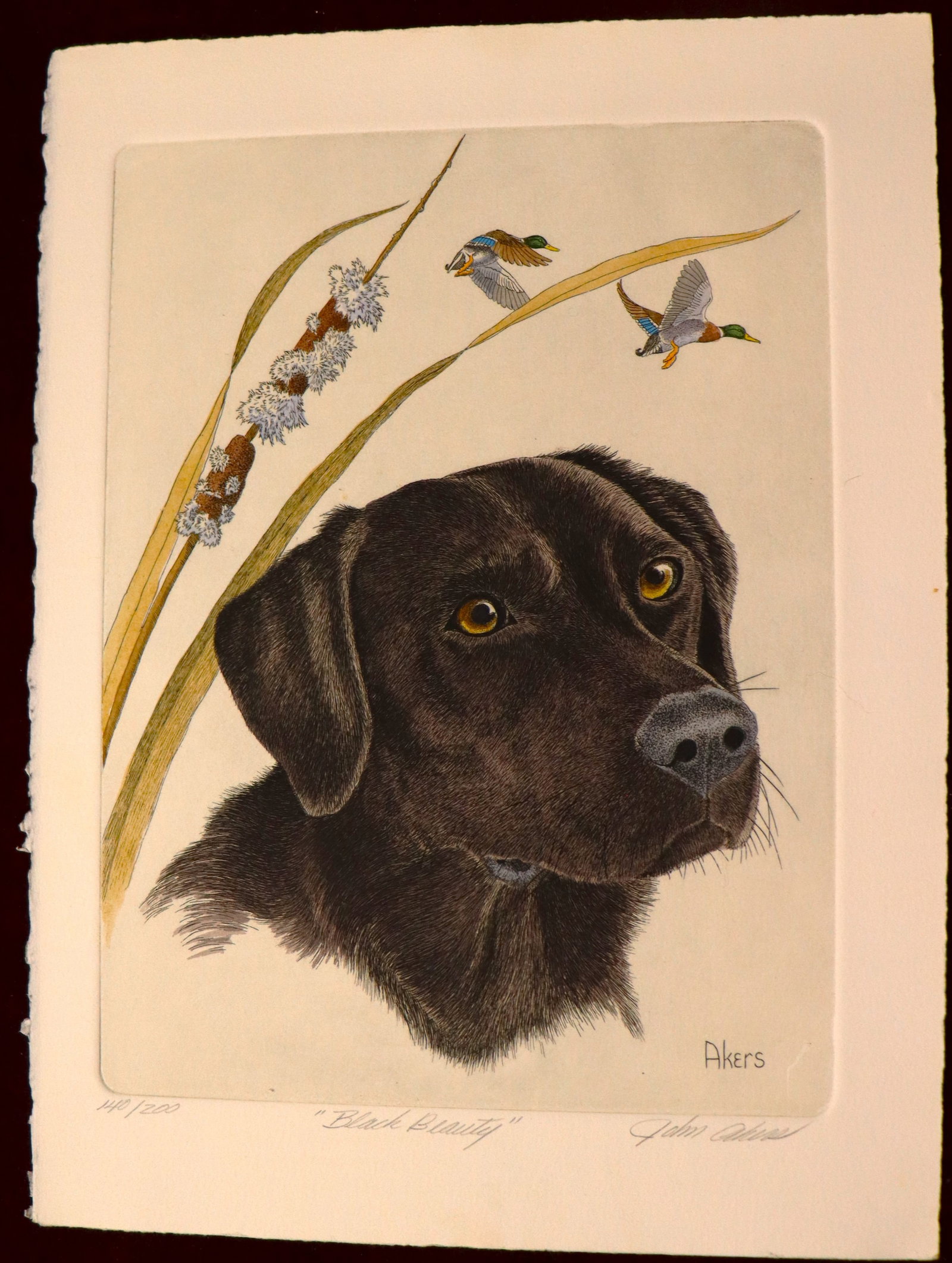 Unframed art print on paper signed John Akers and numbered 140 / 200: Unframed art print on paper signed John Akers and numbered 140 / 200 titled Autumn Partner, hunt scene with labrador retriever, John Akers (Louisiana, 1944-2006), known for his wildlife art, part