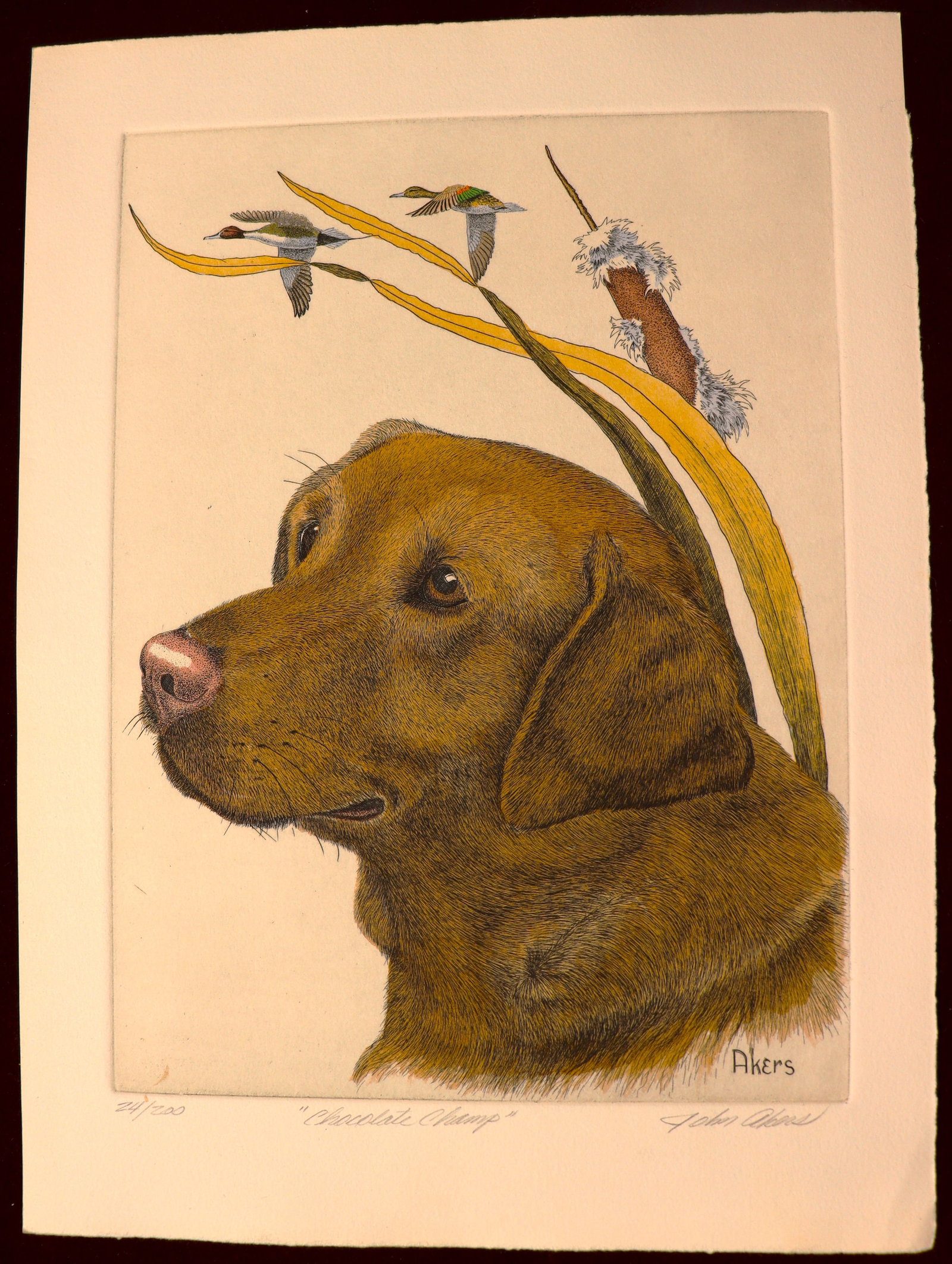 Unframed art print on paper signed John Akers and numbered 24 / 200, titled "Chocolate Champ": Unframed art print on paper signed John Akers and numbered 24 / 200, titled "Chocolate Champ" featuring a chocolate Labrador Retriever alongside ducks and cattails, suggesting a hu
