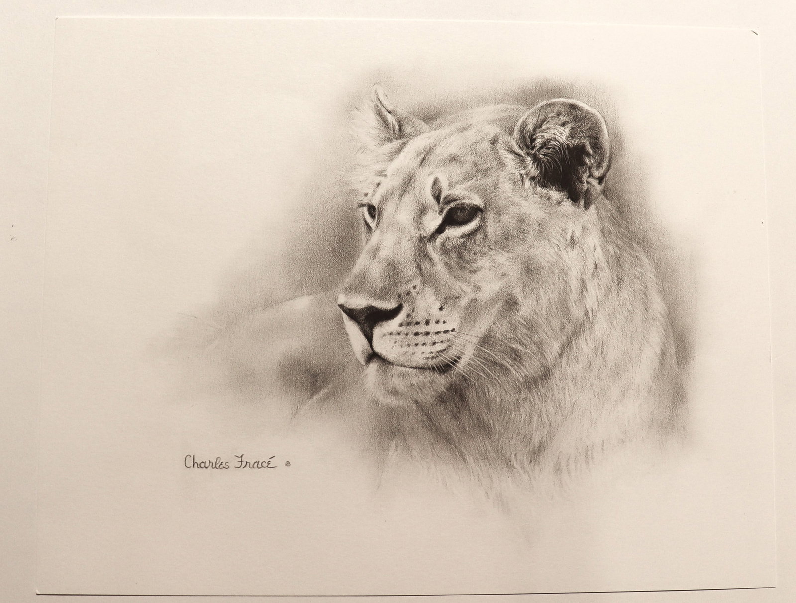 Unframed print of a pencil drawing titled "Lioness" by the artist Charles Fracé.: Unframed print of a pencil drawing titled "Lioness" by the artist Charles Fracé. DIMENSIONS without frame: Height 11 inch / 28 cm 