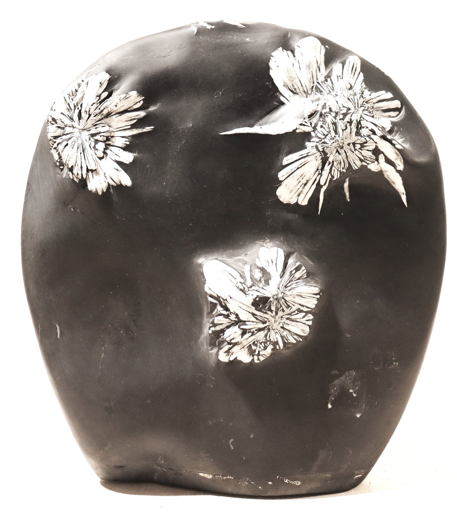 CHINESE CHRYSANTHEMUM FLOWER STONE: CHINESE CHRYSANTHEMUM FLOWER STONE geological formation of white, flower-like crystals (likely celestite) embedded in a dark sedimentary matrix. The majority of the specimen has been polished to 