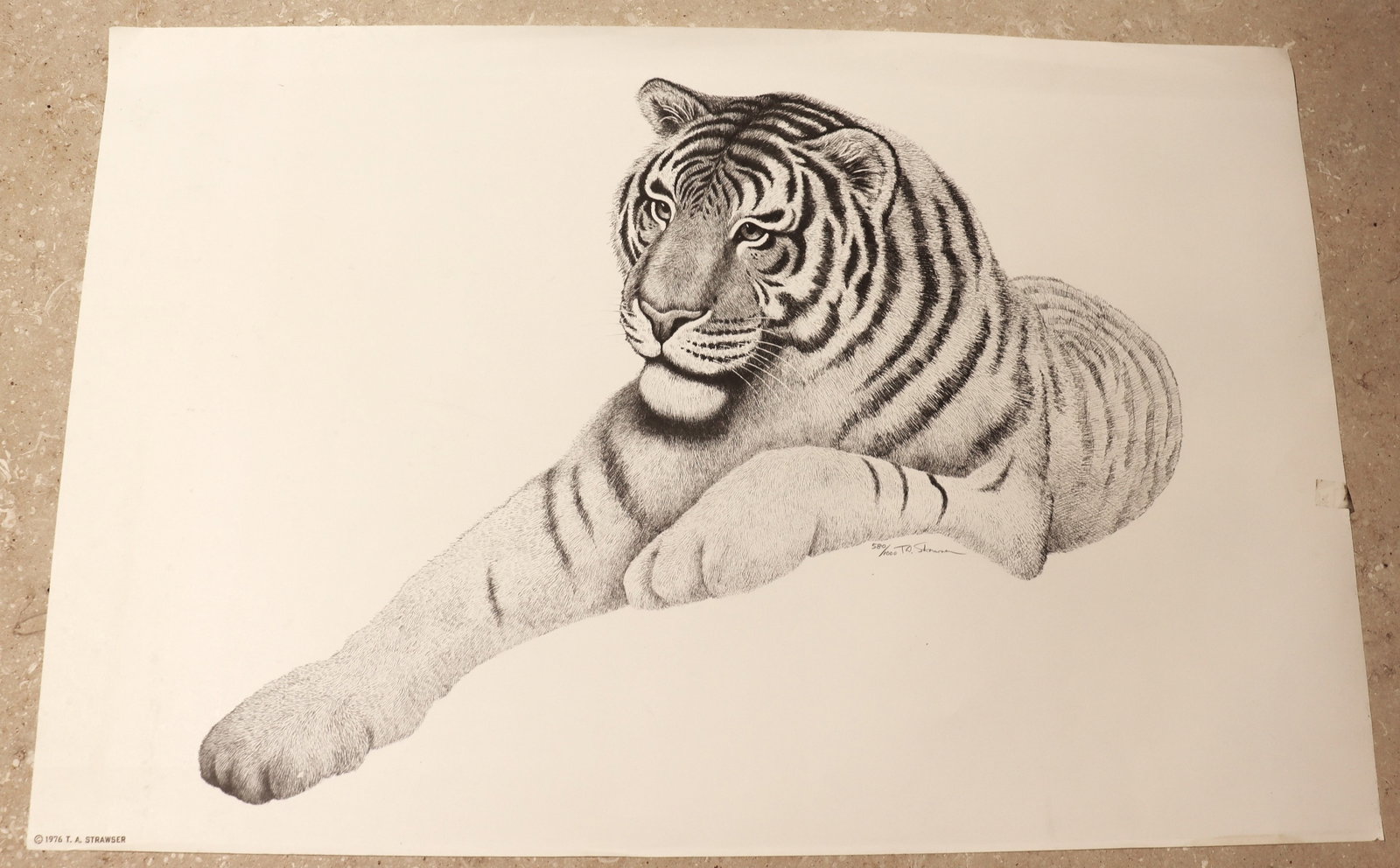 A limited-edition lithograph print of a tiger, likely titled "Tiger" or "Lying Down Tiger", by the: Unframed A limited-edition lithograph print of a tiger, likely titled "Tiger" or "Lying Down Tiger", by the artist T.A. Strawser. dated 1976 and numbered 580 / 1000 DIMENSIONS