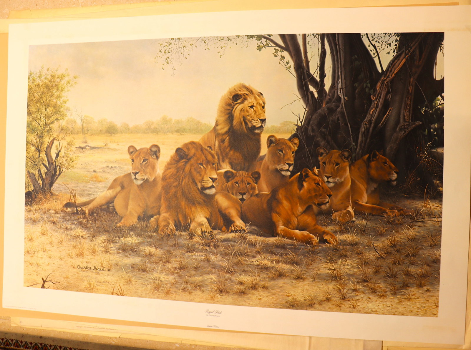 Unframed print of the painting "Royal Pride" by the renowned American wildlife artist Charles: Unframed print of the painting "Royal Pride" by the renowned American wildlife artist Charles Fracé. dated 1981 and numbered 2401 / 2500 The artwork depicts a pride of African lions r