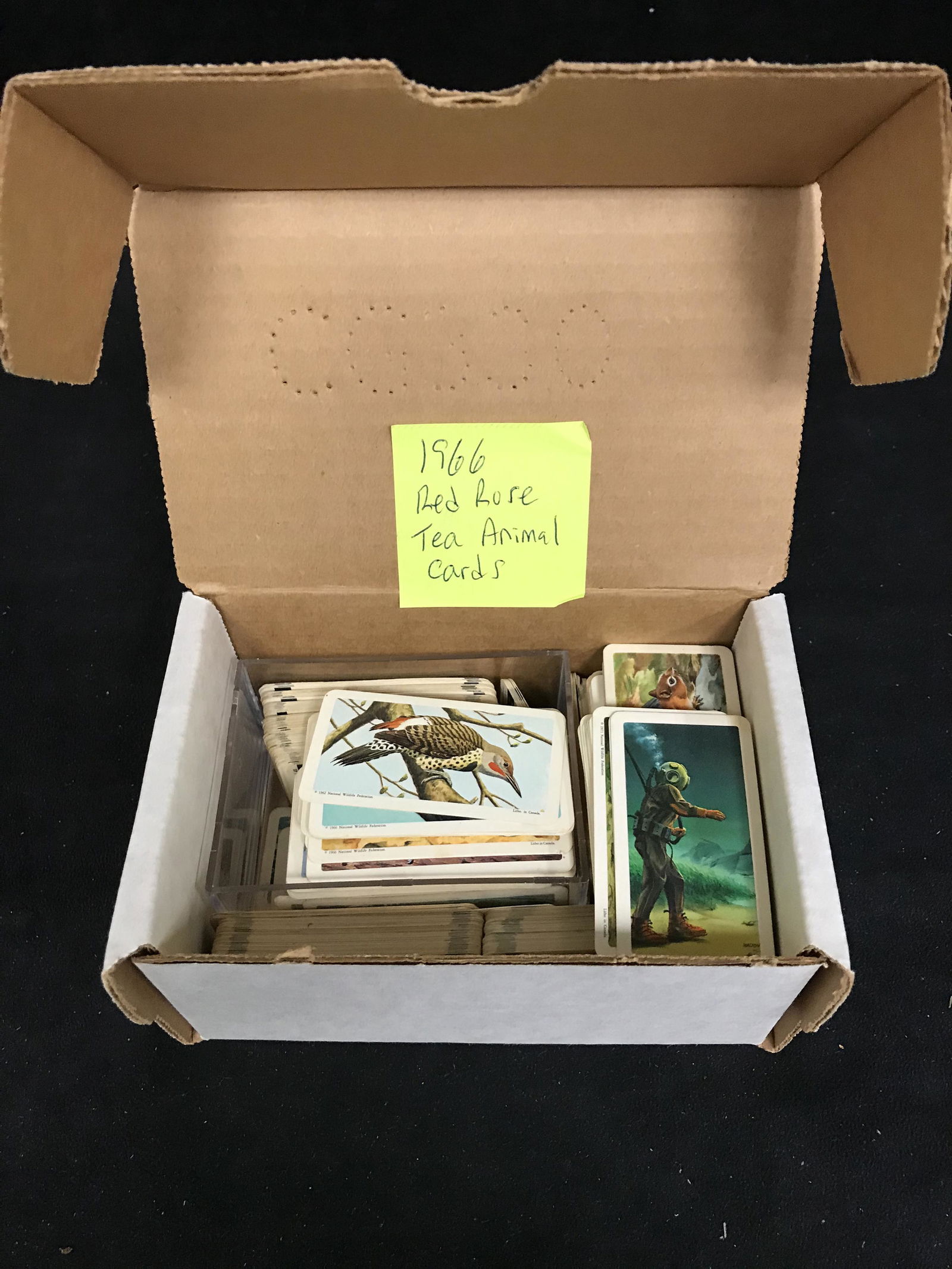 1966 RED ROSE TEA (ANIMAL CARDS) (1 of 1)