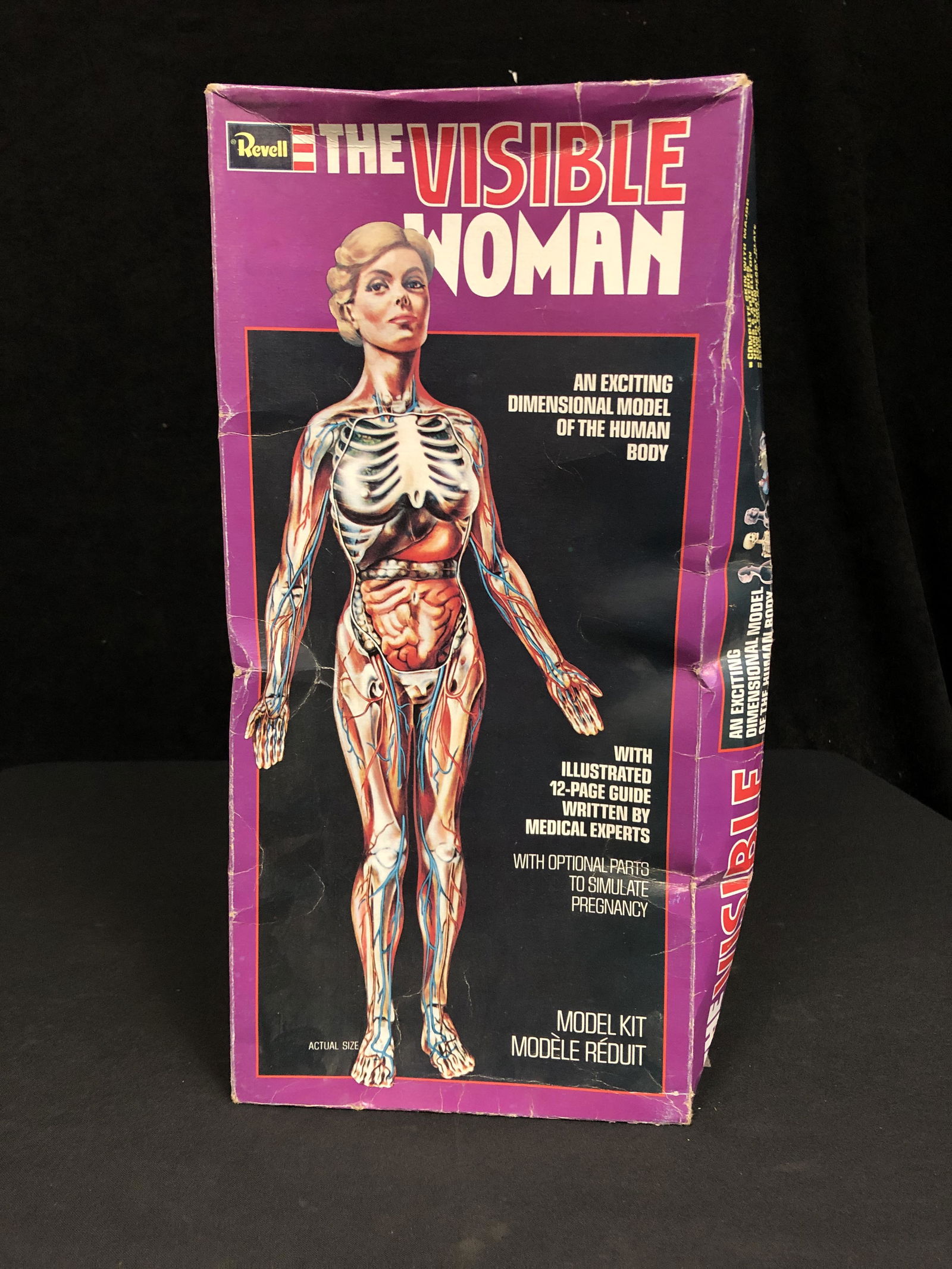 値下げ Revell The Visible Man 人体模型 アメリカレベル Amazon.co.jp: 人体模型 プラモデル THE VISIBLE MAN Revell