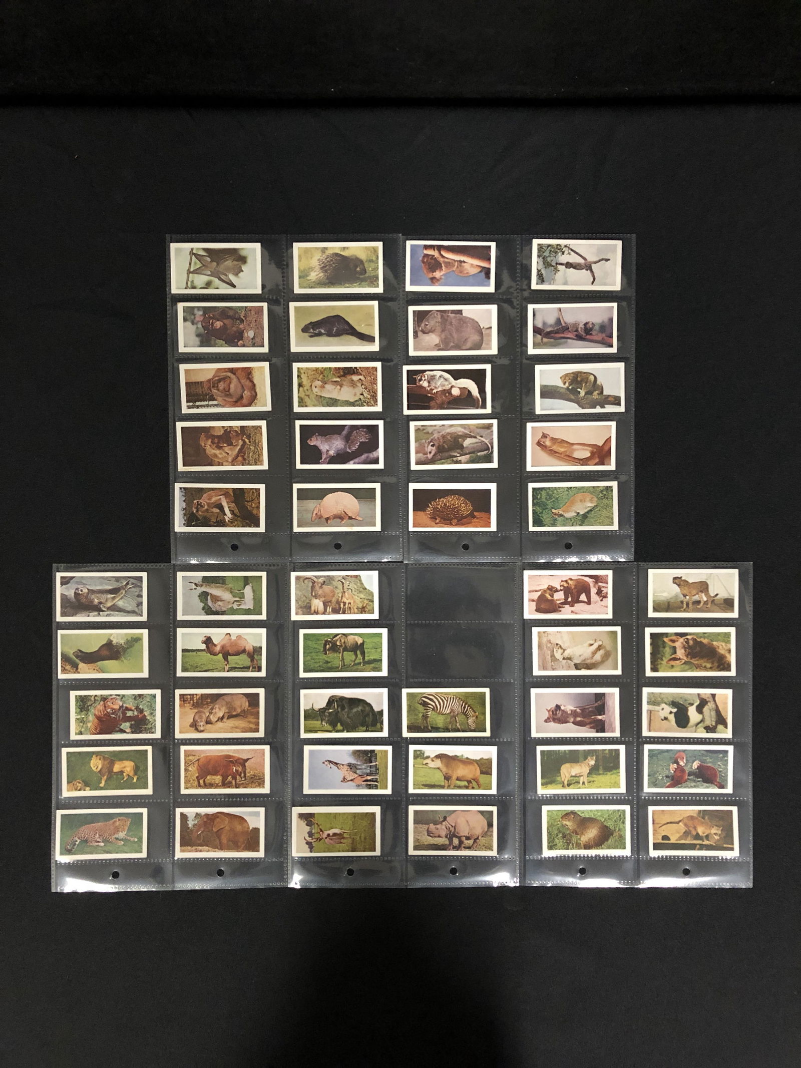 VINTAGE CIGARETTE CARDS LOT (COMPLETE SET) (1 of 1)