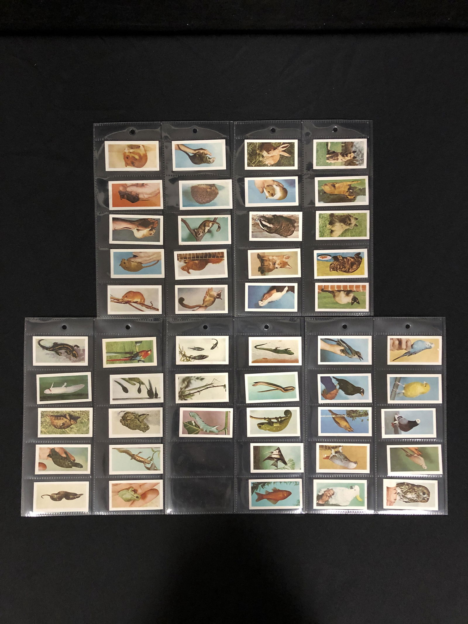 VINTAGE CIGARETTE CARDS LOT (COMPLETE SET) (1 of 1)