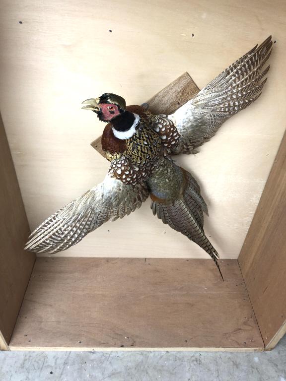 Mounted pheasant: In wood crate 30"l x 27"w Condition, good