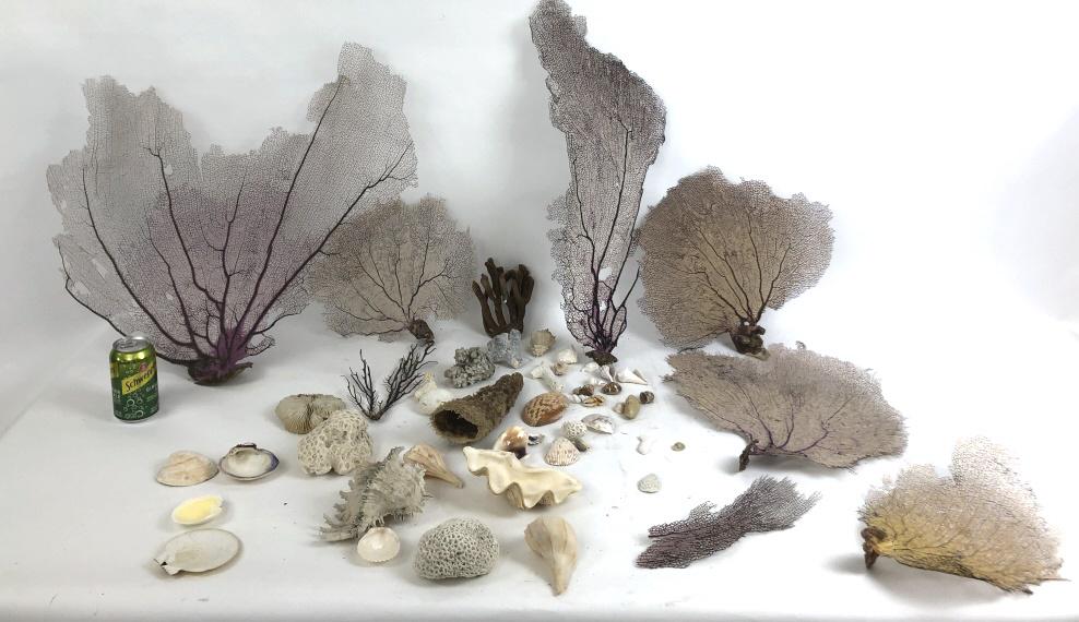 Group of shell and coral (1 of 8)