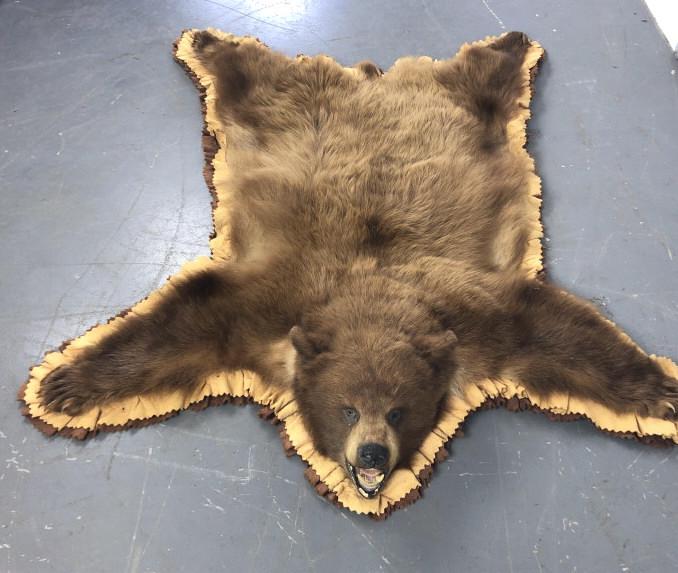 Grizzly Bear Skin Rug 58"long x 51"wide. Condition, (1 of 7)