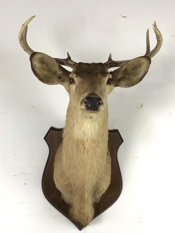 Mounted Deer Head 36"h x 22"w x 24"d. Condition, (1 of 7)