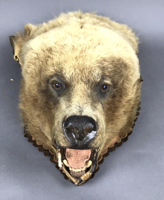 Bear Head Wall Mount. 8"h  x 12"w x 22"d. Condition, (1 of 5)