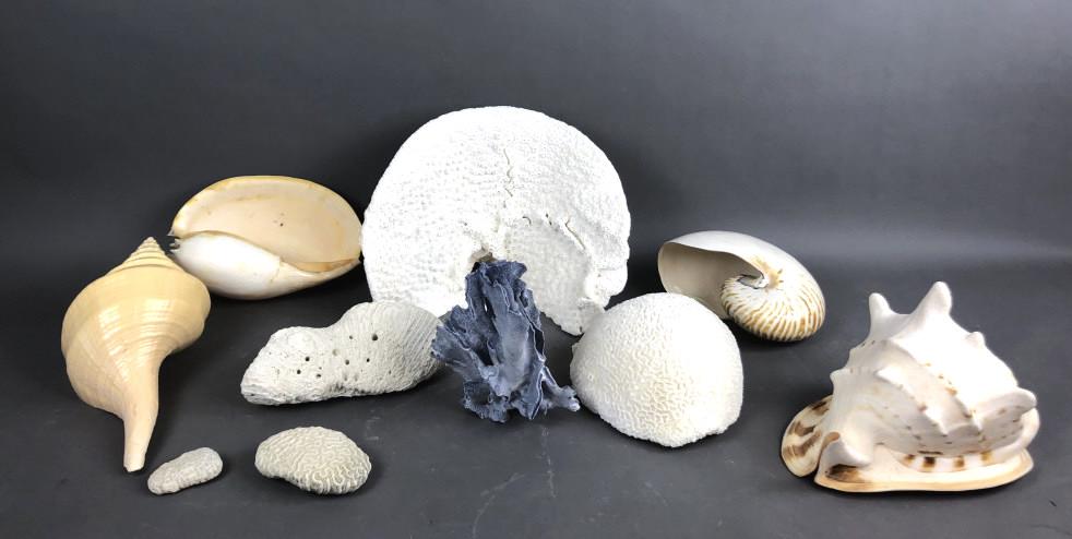 A Group of Shells and Coral Largest is 12" x 15". (1 of 6)