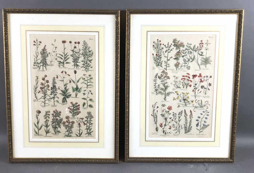 2 Botanical Prints (1 of 4)