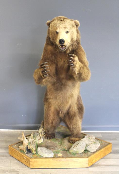 Taxidermy Bear (1 of 10)