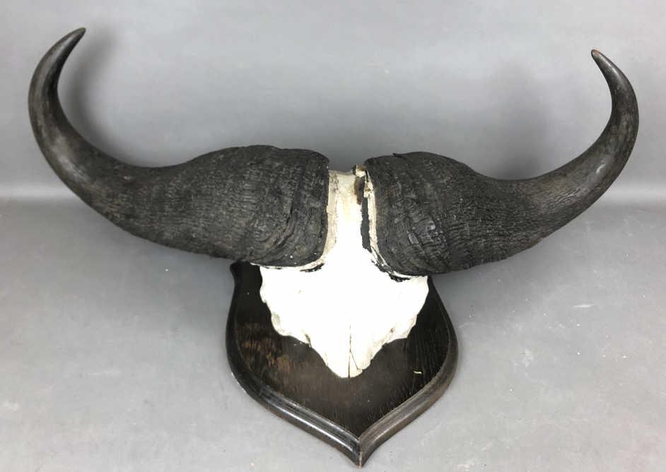 Mounted Cape Buffalo Horn: 22"w x 43"w x 9 1/2"d Condition, some loose and missing plaster on skull