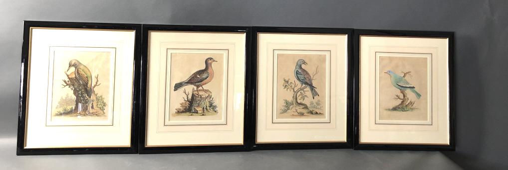 Group of 4 Bird Engravings (1 of 9)