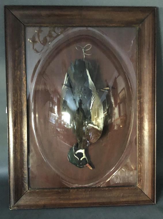 Wood Duck Framed Mount: Overall size is 32" x 23 3/4" Condition, some cracks to wood on matting, some wear to finish