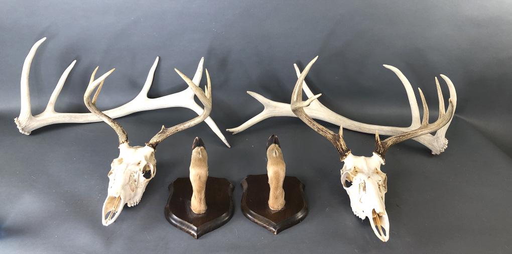 Group o Deer f Antlers, Skulls and Feet: Group of Deer Antlers, Skulls and Feet. Largest antler is 29"L. Condition - some wear, missing teeth
