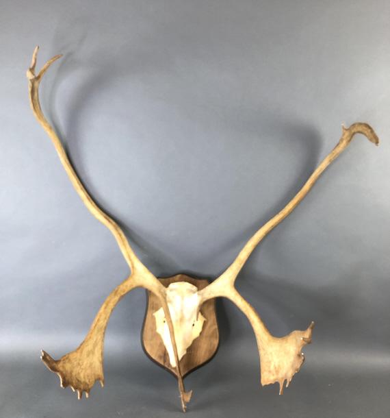 Caribou Skull With Antlers: Caribou Skull With Antlers. 37"h x 35"w x 20 1/2"d. Condition - skull needs to be attached to wood , it spins now. Scratches and scuffs, some wear, some household paint