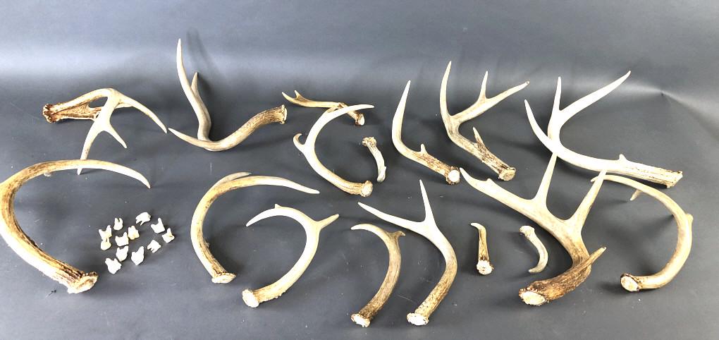 Group of Antlers and Teeth.: Group of Antlers and Teeth. Approximately 16 antlers. Largest is approx 11" h x 11"w. Condition - overall wear, needs cleaning