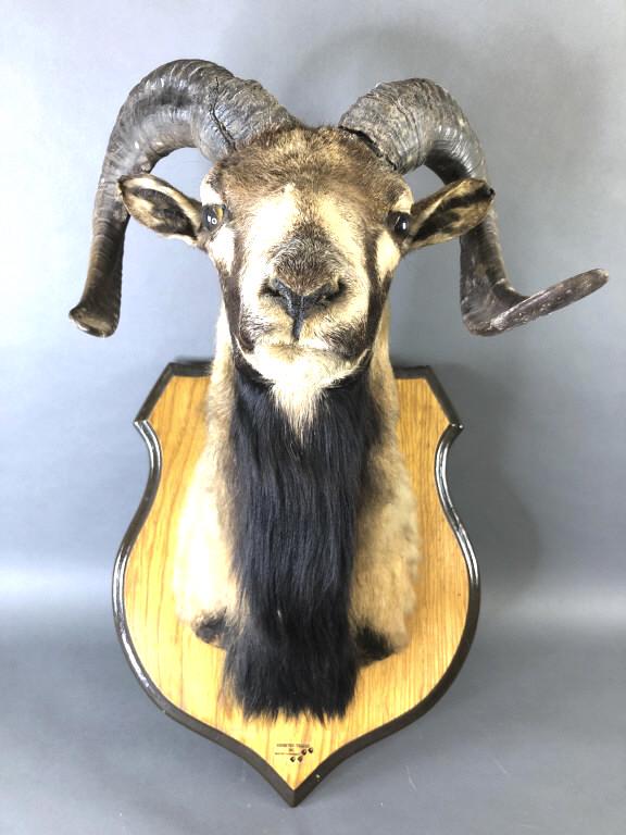 Corsican Ram Taxidermy Mount (1 of 10)