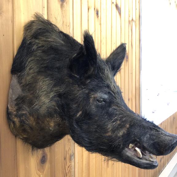 Wild Boar - Taxidermy: Wild Boar - Taxidermy. 22"h x 12"w x 24 1/2"d. Condition - overall wear, some bald spots, some thin fur spots