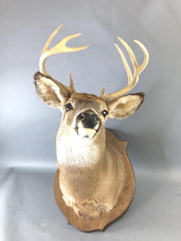 White Tail Deer Mount (1 of 7)