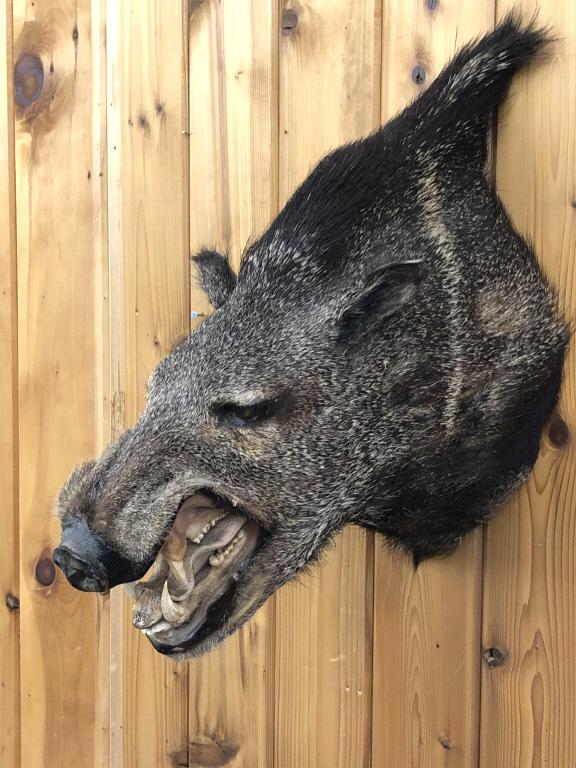 Javelina Pig - Taxidermy: Javelina Pig - Taxidermy. 19"h x 8"w x 18 1/4"d. Condition - some wear